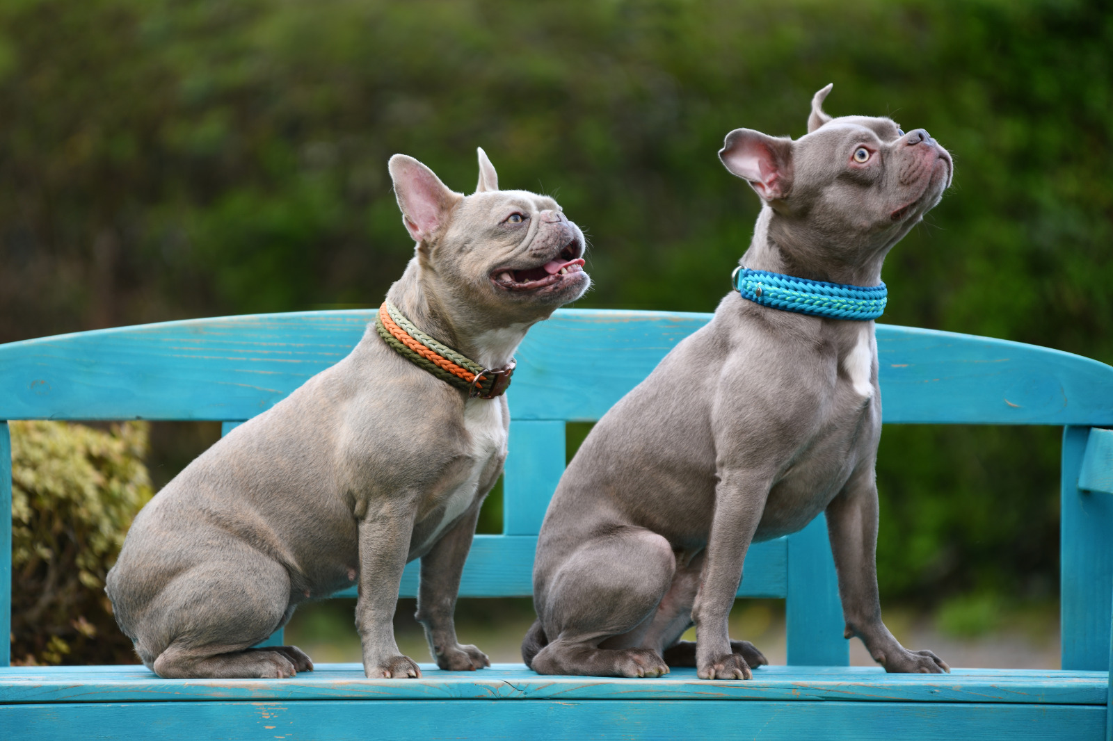 Deckrüde Französische Bulldogge Frenchys sitzen auf der Bank